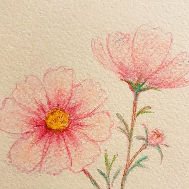 Twoucan 花のイラスト の注目ツイート イラスト マンガ