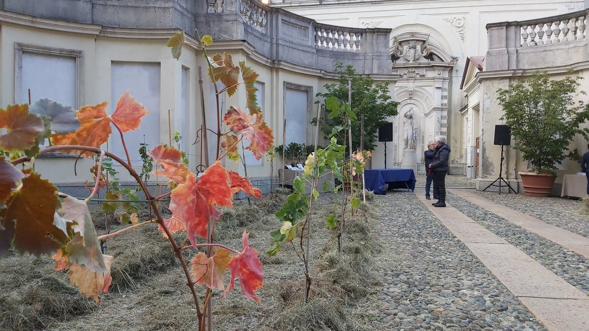 La #vigna è pronta a Palazzo Birago. Tra poco il taglio del nastro per <a href="/VendemmiaTorino/">Vendemmia a Torino - Grapes in Town</a> #porticidivini <a href="/regionepiemonte/">Regione Piemonte</a> <a href="/ContradaTorino/">Fondazione Contrada</a>