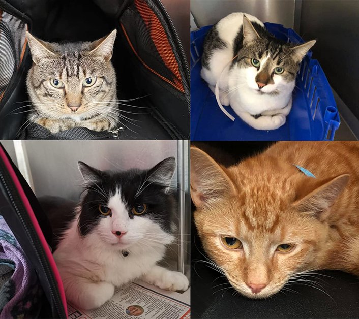 Kiki's Findings, Cherry Eyes And More Interesting Cases From Our Vets #dog #cat #pets #petcare #vet #vetcare #vetsurgeon #vetnurse londonvets.wordpress.com/2019/10/11/kik…