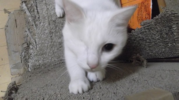 Zoey_and_Lulu's tweet photo. そろそろ新しいガリガリボード欲しいわぁ… もうこのボードはボロボロよー!
I want a new scratching board ... This board is totally worn out!
#ScratchingBoard #ガリガリボード #ZoeyAndLulu https://t.co/n8a4XyP5FE
