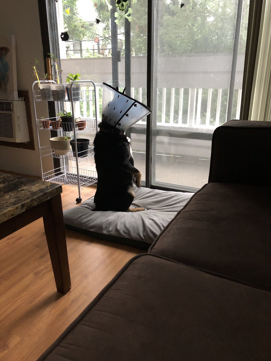 grace_squirrel's tweet photo. Dog or meerkat? https://t.co/PNSSt2UUtt