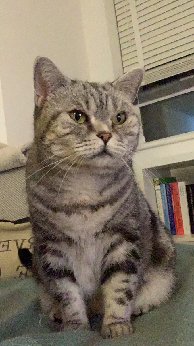 Ali Bowl tweet media