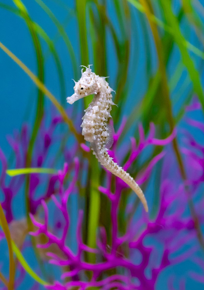 RipleysAquaCA's tweet image. As #cuffingseason approaches, here&apos;s a wholesome reminder that  most seahorses are monogamous and some even mate for life. 

By remaining faithful to one mate, the pair have more time to undergo pregnancies during the mating season.  #FeaturedFishFriday