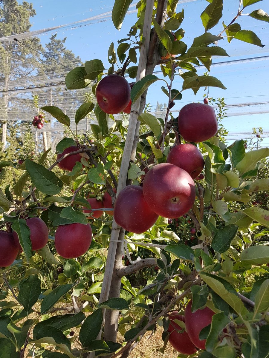 Déjeuner champêtre dans les vergers bio de notre partenaire <a href="/mesfruits/">MESFRUITS</a> autour de la variété STORY® Inored (by NOVADI).
#mesfruitsbio #story #storybio #pommesdedemain #novadi #inogo #inobi