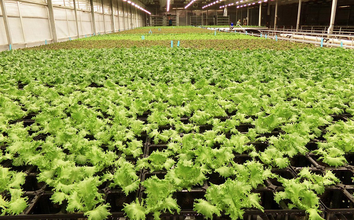 Indoor #agriculture company Shenandoah Growers has begun harvesting produce at two facilities in Virginia, US
foodbev.com/news/shenandoa… <a href="/ttorganic/">Thats Tasty Organic</a>