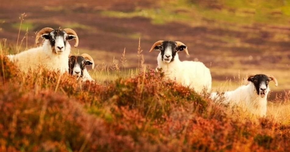 GartmoreHouse's tweet photo. Happy #NationalWoolWeek β an initiative from the Campaign For Wool Team! π
Whatβs your favourite yarn to knit or crochet with?! π§Άπ₯’
#NationalWoolWeek
#HobbiesOnHoliday
#GartmoreExperience
https://t.co/HP6JikdxIE https://t.co/AEnoRxWqae