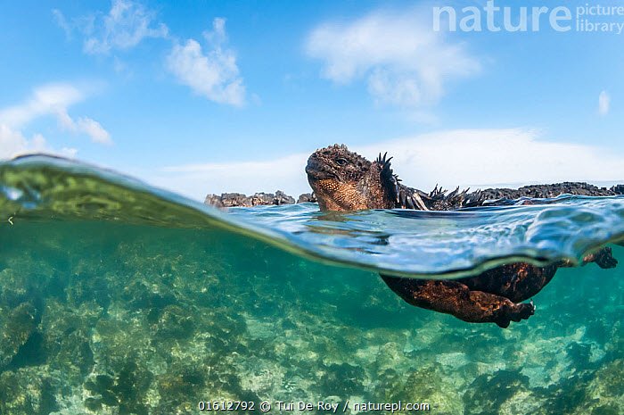 naturepl's tweet image. In need of an escape? Check out our prints gallery of the work of Tui De Roy, who spends a lot of time photographing the incedible creatures of the Galapagos,
natureplprints.com/tui-roy
#fancyaswim #marineiguana #splitlevel #galapagos #mysteriesofthegalapagos #tuideroy #printedgifts