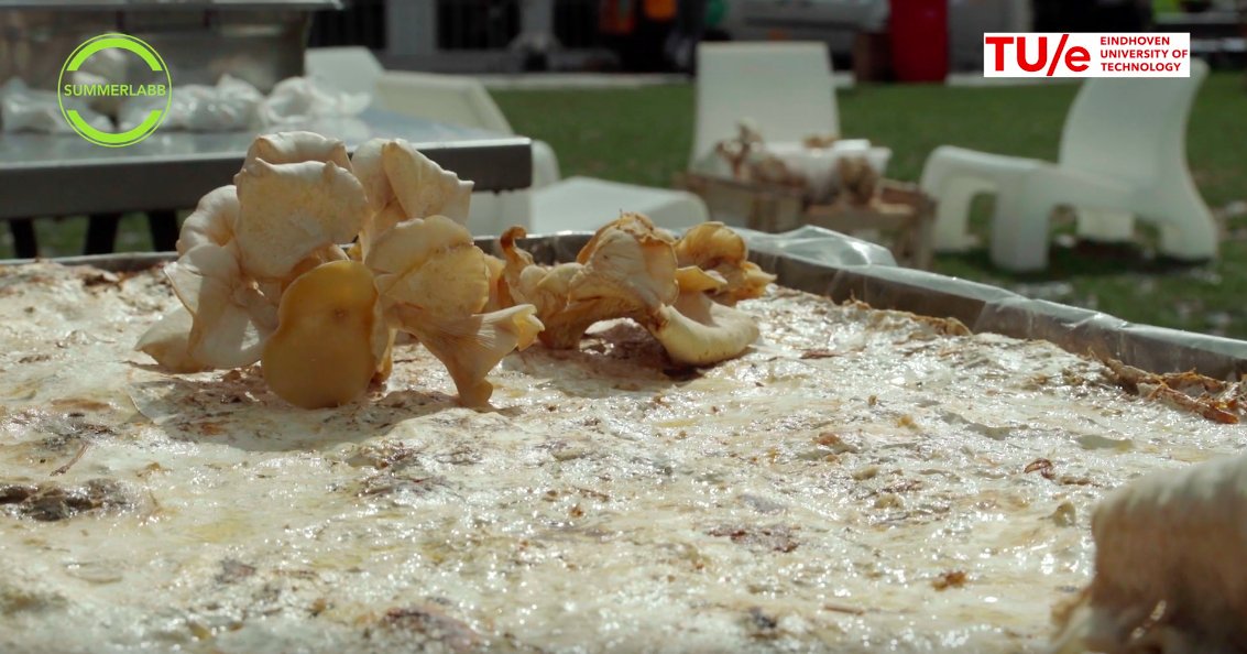 SummerLabb's tweet photo. Kun je bouwen met schimmels? @TomVeeger van de @TUeindhoven legt dat uit in het #MyceliumLab op SummerLabb. Bekijk het interview op: https://t.co/BPYA56G81q https://t.co/2FnTAd4yud
