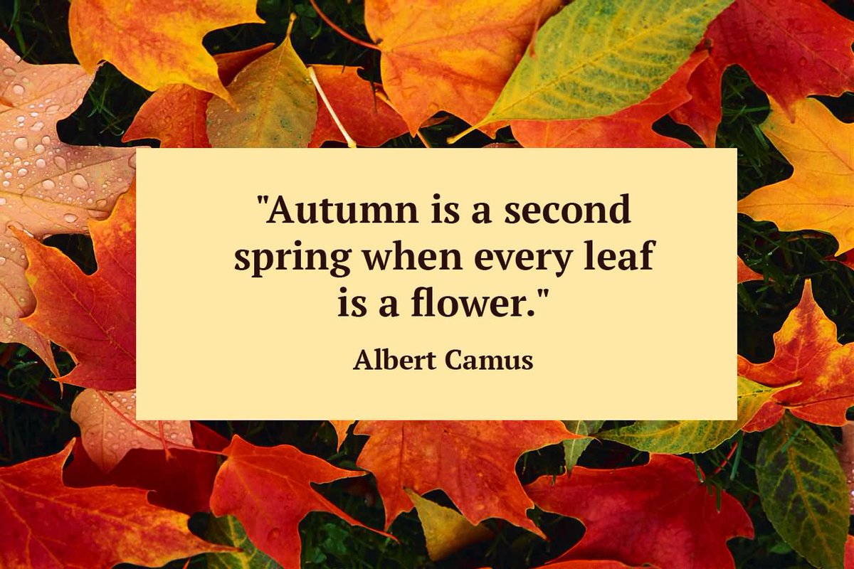 BartlettArbor's tweet photo. What is your favorite thing about Autumn?
#octobers #fallinconnecticut #bartlettarboretumandgardens #stamfordct https://t.co/AX8dHkcbhF