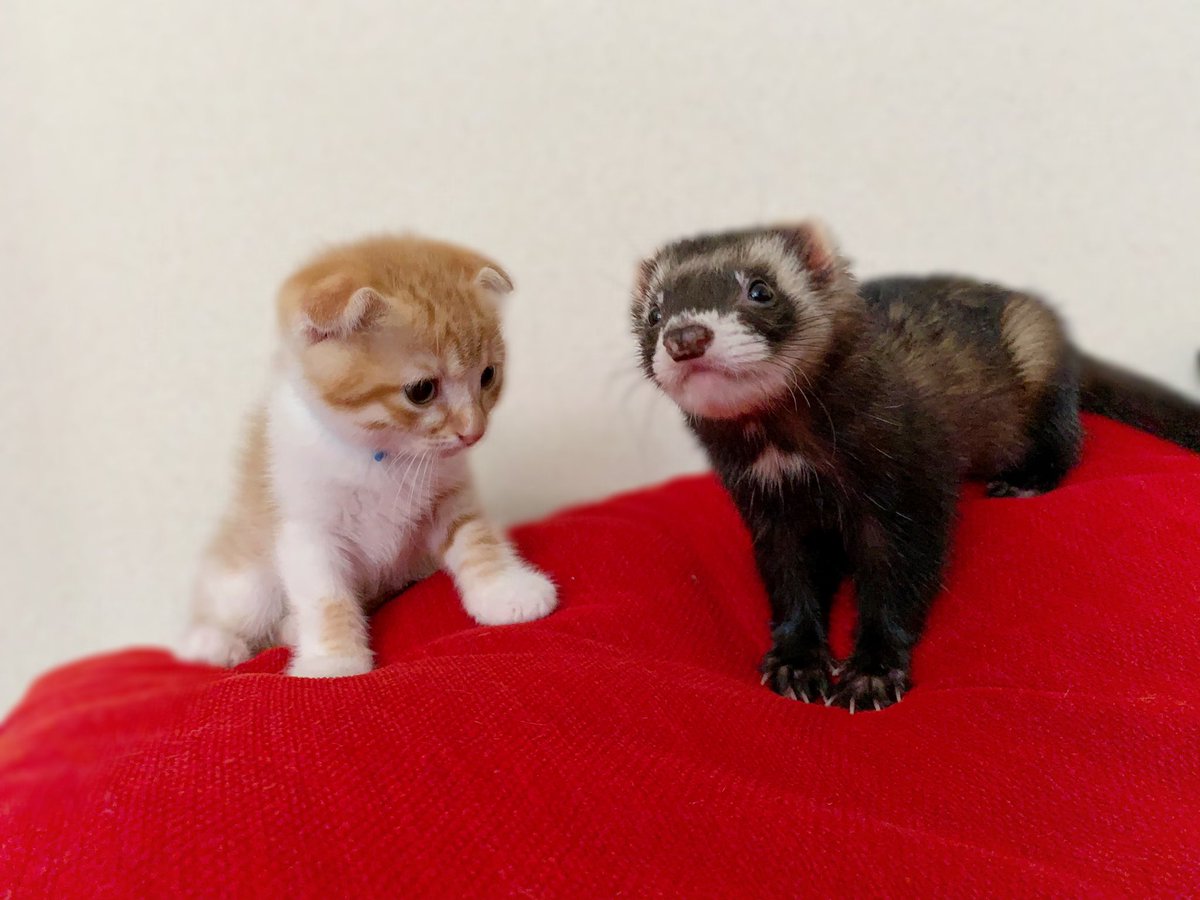 友子ちゃんとお兄ちゃん ねこ フェレット 昨日から里親として 新しく家族になった 五庵 ごあん 男の子です 成長記録で五庵の投稿が増えますが ロディ ティノ 友子 ぷく 桃子 くぅの事も宜しくお願いします 子猫 スコティッシュ 友子ちゃんとお兄ちゃん ねこ フェレット 昨日から里親として 新しく家族になった 五庵 ごあん 男の子です 成長記録で五庵の投稿が増えますが ロディ ティノ 友子 ぷく 桃子 くぅの事も宜しくお願いします 子猫 スコティッシュ