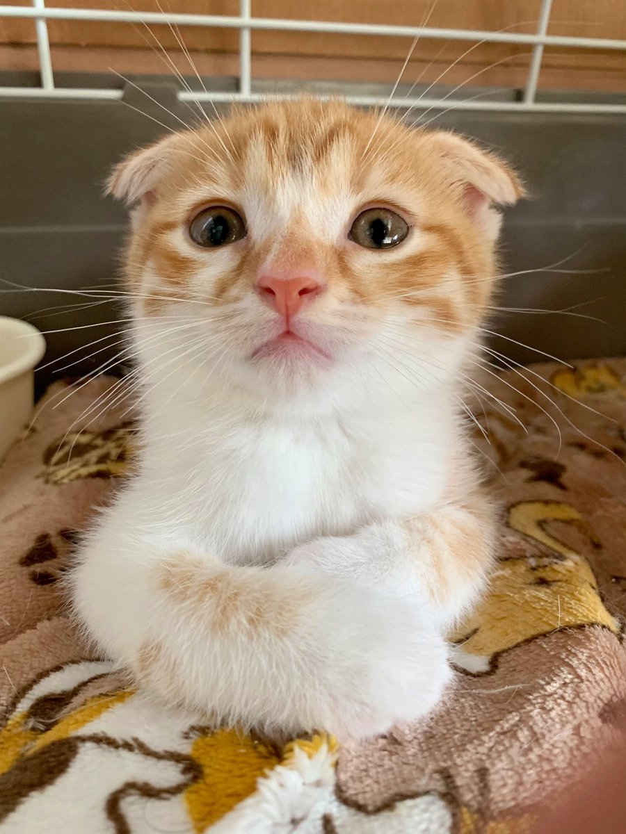 友子ちゃんとお兄ちゃん ねこ フェレット 昨日から里親として 新しく家族になった 五庵 ごあん 男の子です 成長記録で五庵の投稿が増えますが ロディ ティノ 友子 ぷく 桃子 くぅの事も宜しくお願いします 子猫 スコティッシュ 友子ちゃんとお兄ちゃん ねこ フェレット 昨日から里親として 新しく家族になった 五庵 ごあん 男の子です 成長記録で五庵の投稿が増えますが ロディ ティノ 友子 ぷく 桃子 くぅの事も宜しくお願いします 子猫 スコティッシュ
