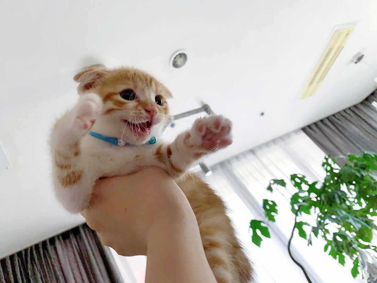 友子ちゃんとお兄ちゃん ねこ フェレット 昨日から里親として 新しく家族になった 五庵 ごあん 男の子です 成長記録で五庵の投稿が増えますが ロディ ティノ 友子 ぷく 桃子 くぅの事も宜しくお願いします 子猫 スコティッシュ 友子ちゃんとお兄ちゃん ねこ フェレット 昨日から里親として 新しく家族になった 五庵 ごあん 男の子です 成長記録で五庵の投稿が増えますが ロディ ティノ 友子 ぷく 桃子 くぅの事も宜しくお願いします 子猫 スコティッシュ
