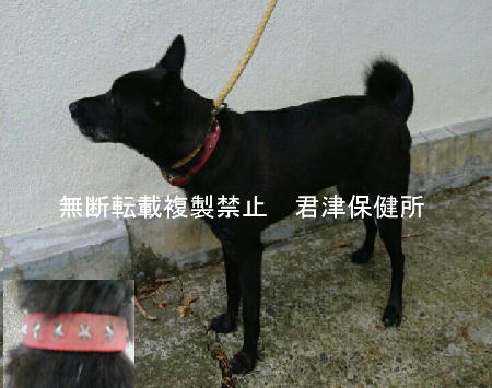 千葉県収容動物情報 Twitterissa 収容犬情報が更新されました10 11 君津 T Co 8dx8hnuoce 雑 黒 中型 赤首輪 木更津市貝渕 飼い主さんに繋がる情報は君津保健所までご連絡ください 千葉県 収容犬 迷子犬 木更津市 君津保健所