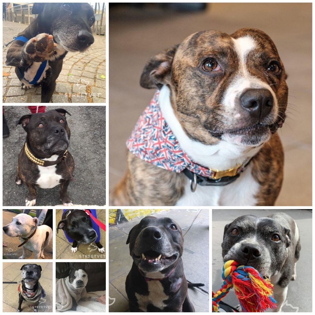 Another huge thank you this week to the lovely people at The Gallimore Trust who have generously offered two grants which will be put towards the care, treatment &amp; support of the Staffordshire Bull Terriers that are registered with StreetVet 🐾

#StreetVet #StaffySmiles #Charity