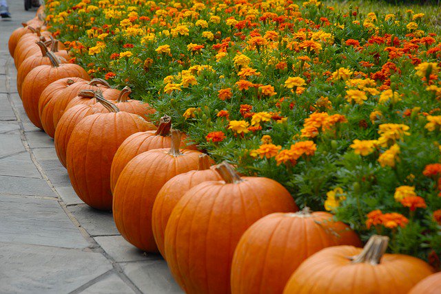 TGIF! Don't forget to come on down to Town Trelago's Pumpkin Patch, THIS EVENING from 5PM-7PM & pick out your pumpkin! Treats will be served. #pumpkinpatch #tgif #friyeah #pumpkinpicking #pumpkins#halloween #halloween2019  #fridayfun #towntrelago #rentalinspiration