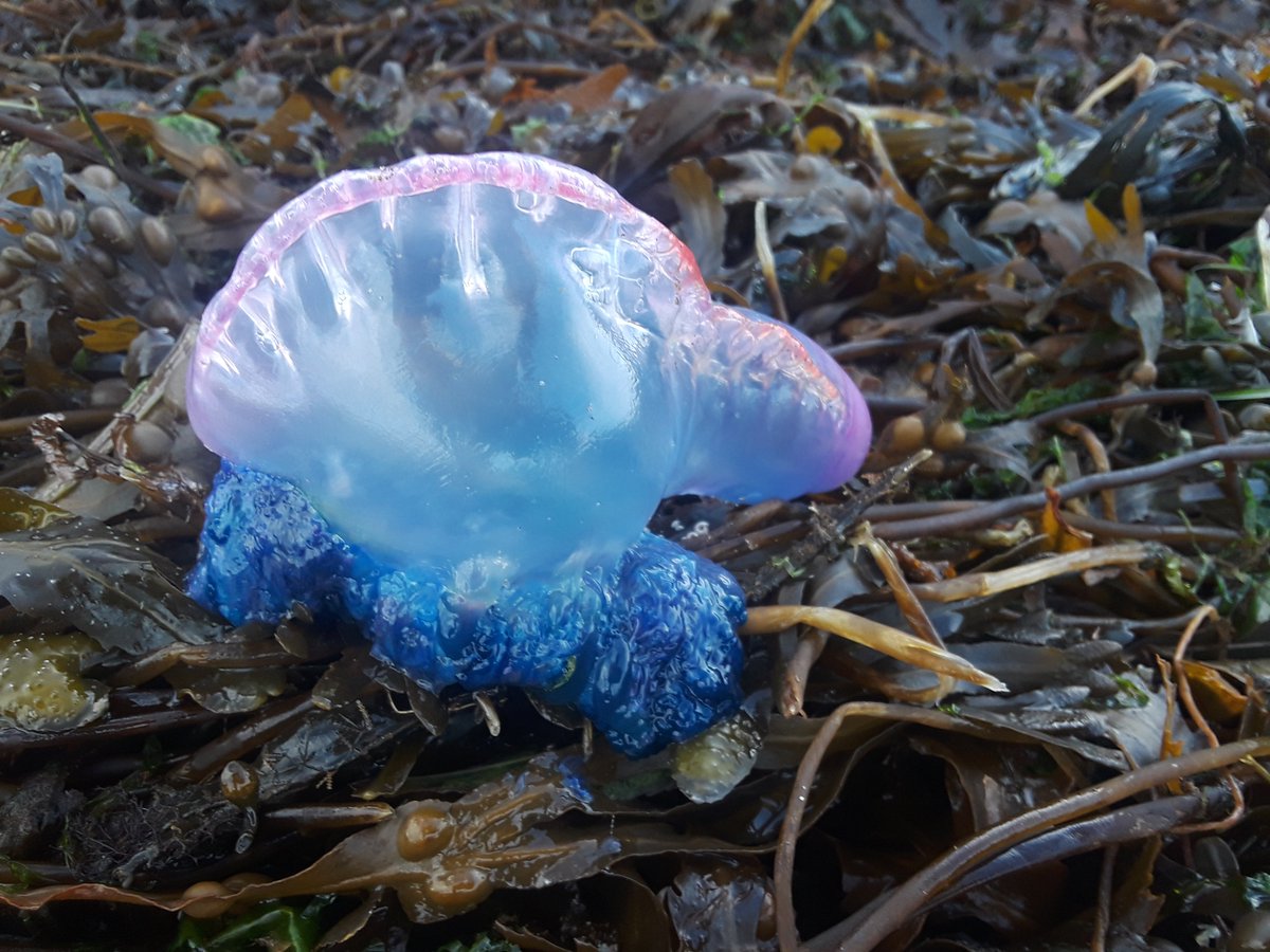 numoorepain's tweet photo. Dingle's Lough beach, Dunsion Beenbane beach have close to 100 #PortugueseManOWar Would suggest being VV careful with animals & children. They are Fresh Blue #livingthedream. I moved the beenbane them to inaccessible points and covered with stones #wildatlanticway #painavoidance https://t.co/eFqoikTJIp