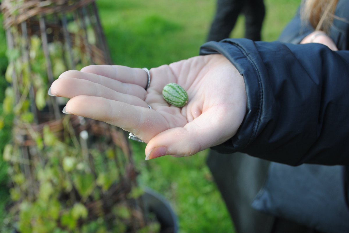 NESSSS2017's tweet photo. Working with our community @WaltonCharity this week on the #soupshare.  Student made some excellent creations in the kitchen and students had a good time exploring and #learning about the community allotments. @RHSSchools https://t.co/iTz0Uls3Dw