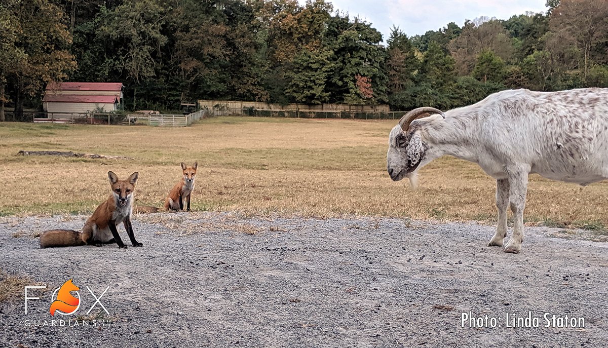 foxguardiansuk's tweet photo. #FoxFactsFriday🦊Foxes are about the same size as a large domestic cat &amp; have an average weight of 4-6 kg though they often appear much bigger,especially when viewed from distance and in winter when their winter coat puffs them up🐾We love this #nofilter #nophotoshop pic.Pls RT❤️ https://t.co/tFsEsQ9adW