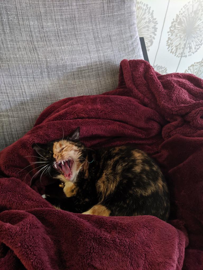 skewblogs's tweet photo. Looking forward to more cuddles with this one tonight. She's been so very cuddly lately. #FridayTia #CatsOfWFTDA https://t.co/HJgYrzZcg8