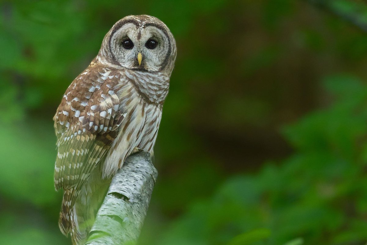 reseausepaq's tweet photo. Passionnés des #animaux? Découvrez nos meilleurs #trucs pour l’#observation de la faune, par ici : https://t.co/lLaNn4KCsN https://t.co/cZ9uFm5WuB