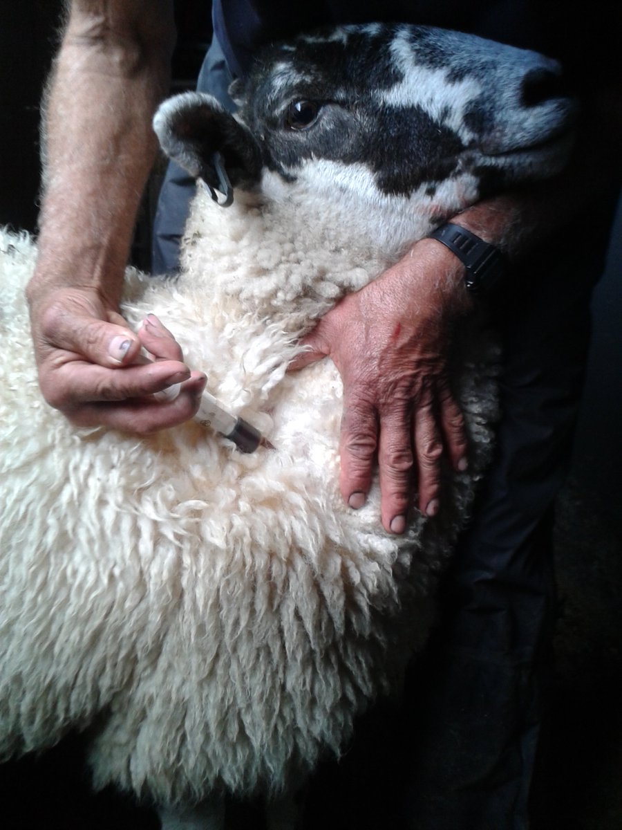 Vaccination of UK calves and sheep against livestock diseases has risen to one of the highest levels in 7 years, with a 40% fall in sales of antibiotics for farm animals in the past 5 years ow.ly/oebK50wHqyJ