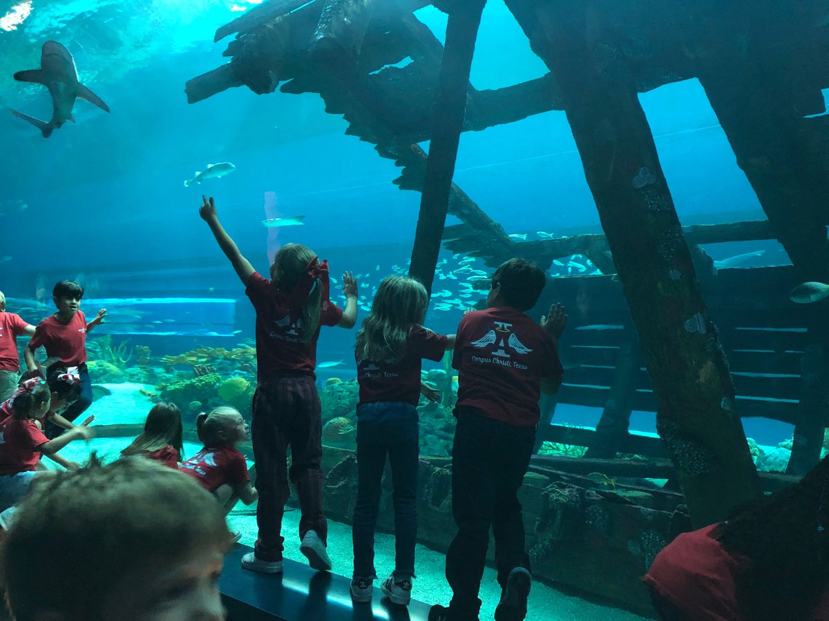 IWACCNews's tweet image. Our MEJ2 students had a great time on their field trip to the aquarium last week! See more photos on our gallery: ow.ly/QQVN50wGPvy