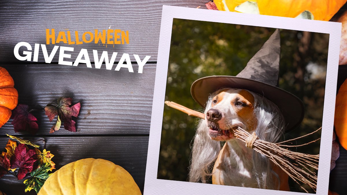 #Halloween giveaway! 🎃🐶 If you would like to be in with a chance of winning a £50 #BillyandMargot #dog food hamper, like &amp; comment with a pic of your scary, cute, or fun Halloween pup &amp; their name. 🐾 The best Halloween-looking pup will be crowned on 25th October 👑🐶🎃👹👻