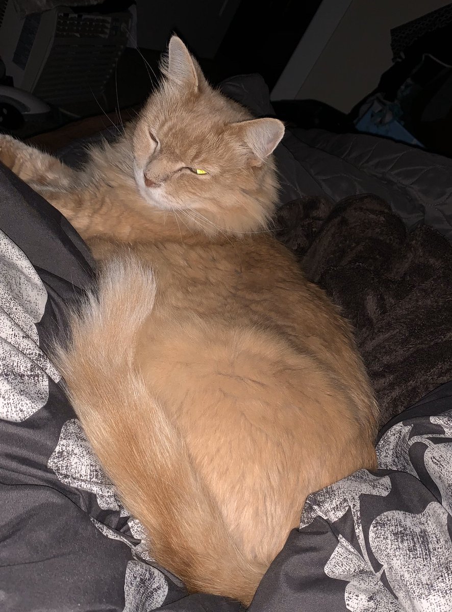ScatAly's tweet photo. 4:30am seems like a purrrfectly reasonable time show my love and affection. I don’t know what “her” problem is. #ungrateful #ijustwantedtoloveyou #catattack #purrr #goodmorning #tooearly #chucknorristhecat #CatsOnTwitter #orangecat #mycat #deathofme https://t.co/GQjM1pXJnh