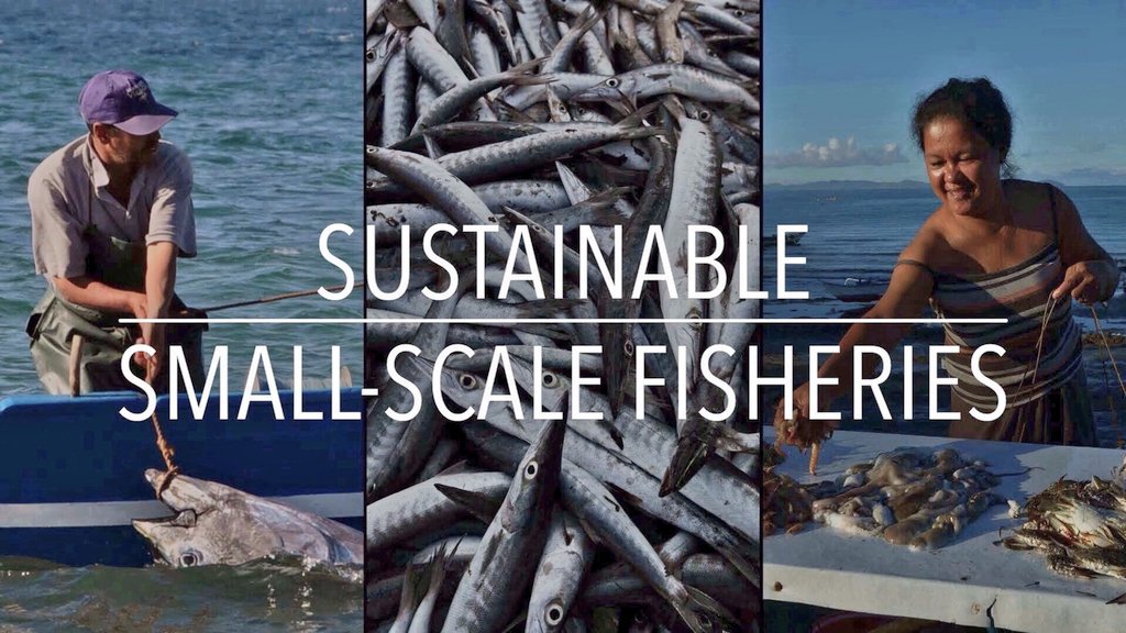 romain_lopez's tweet photo. #OpenQ
If U had to pick an inspiring example of sustainable*#SSF
what would be yr choice?
Thanks!
*socioeconomy matters 2
@LIFEplatformEU @FAOfish @EU_FARNET @3wsfcongress @ICSF1 @ISSF @mcgustavsson @MarloesKraan @ICES_ASC @WorldFishCenter @DrRashidSumaila @ArantzaMurillas @IPNLF https://t.co/WB1whdREic