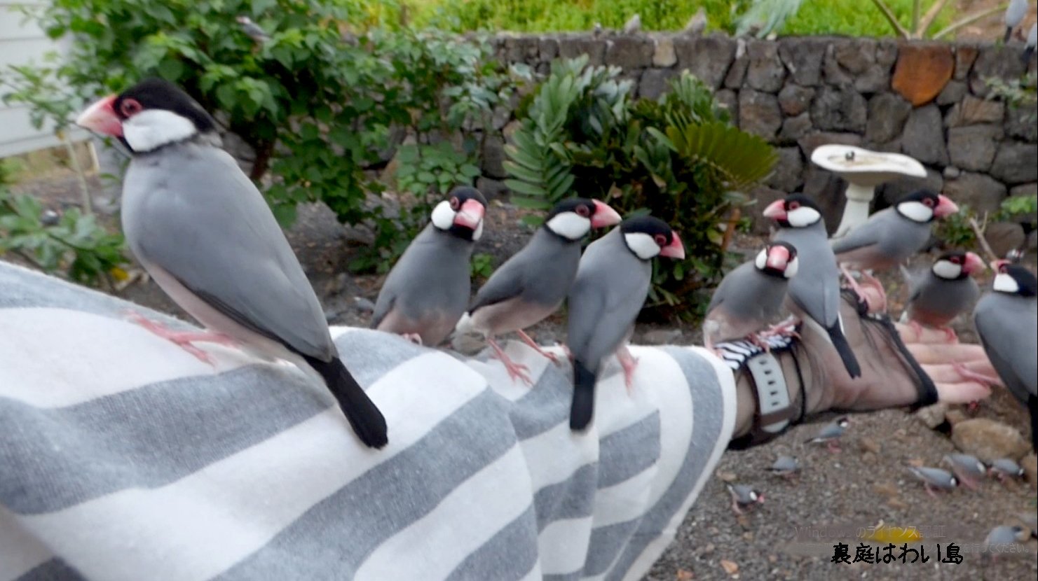 にゃー Sur Twitter 裏庭はわい島 ハワイの野鳥 文鳥 Buncho 文鳥かわいい にゃー Sur Twitter 裏庭はわい島 ハワイの野鳥 文鳥 Buncho 文鳥かわいい