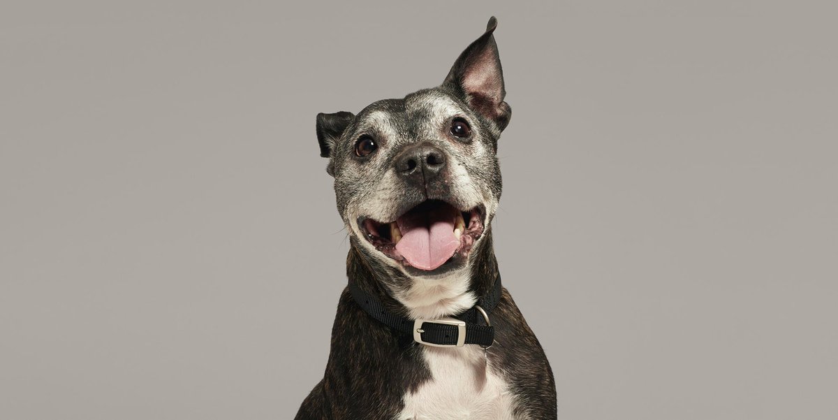 Battersea on Twitter "Staffies make wonderful pets they love people