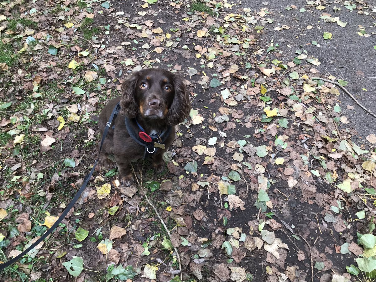 wayne_dobb's tweet photo. Nice bonus after the school run, the local @N_V_R having a diesel gala, meant a walk for Lucy and flowers for the wife. Soundtrack by Working Cocker Spaniel, English Electric class 55 & 37,@outlaworchestra and the essential @balefulcreed #autumnleaves #dirtydiesels #dieseldog https://t.co/bATHBp0ueq