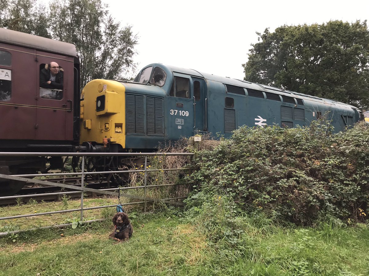 wayne_dobb's tweet photo. Nice bonus after the school run, the local @N_V_R having a diesel gala, meant a walk for Lucy and flowers for the wife. Soundtrack by Working Cocker Spaniel, English Electric class 55 & 37,@outlaworchestra and the essential @balefulcreed #autumnleaves #dirtydiesels #dieseldog https://t.co/bATHBp0ueq