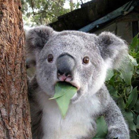 ForeverYoga's tweet photo. Don't be afraid to try a yoga class with us...we have all the 'koalafications'. Happy Friday! π€£
#yoga #yogastudio #yogastudios #foreveryoganh #yogapractice #getonyourmat #yogaeveryday #yogalove #yogainspiration #milfordnh https://t.co/FTscWZbr7u