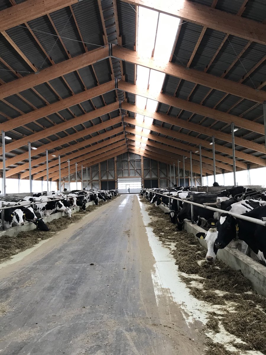 Ingleden's tweet photo. 600 cow shed 3 million euros near Dresden https://t.co/wUu8leMd38
