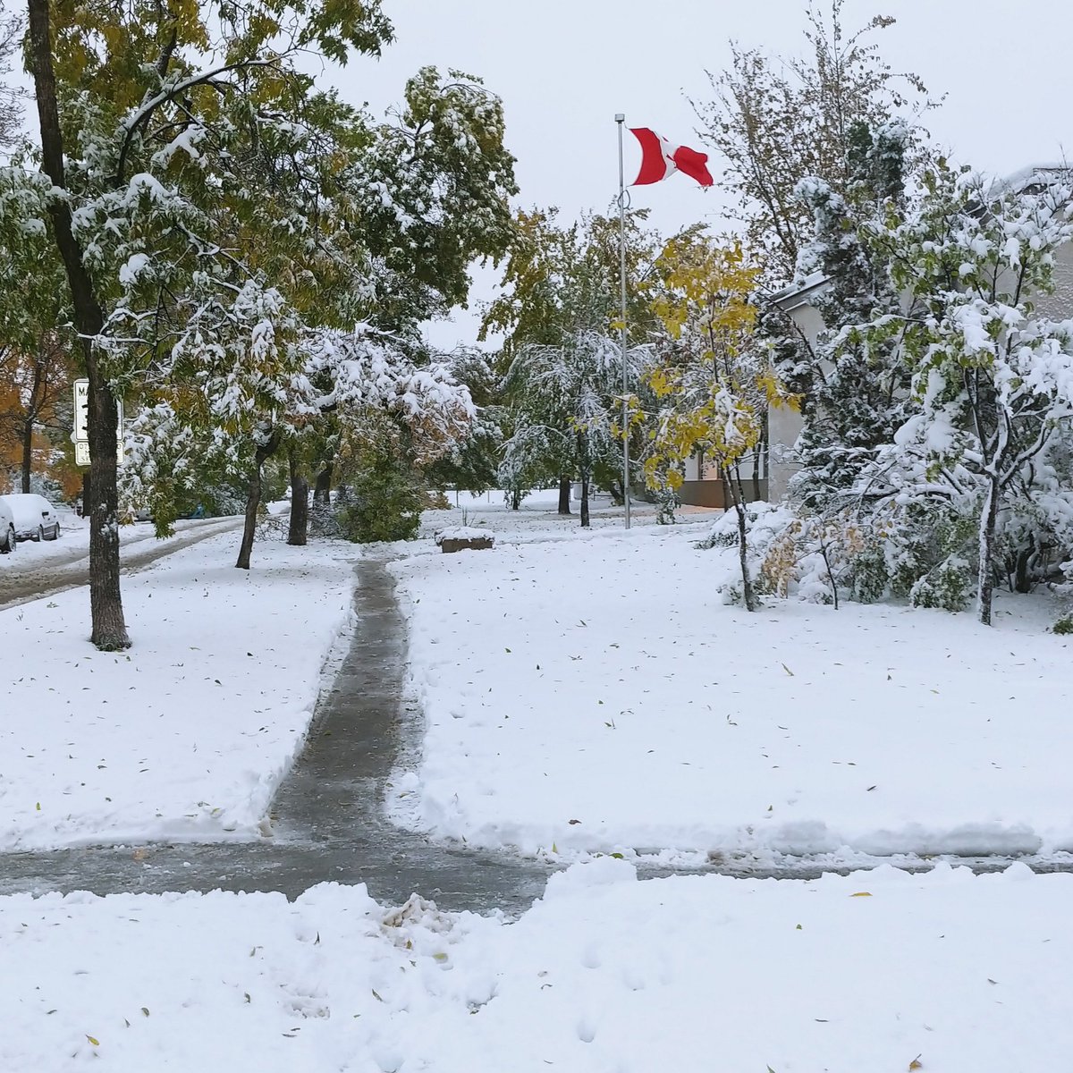 CarpathiaSchool's tweet photo. Our @CarpathiaSchool custodian shovelled our sidewalks already but some trees are down with the heavy snow @WinnipegSD #walkcarefully #drivecarefully https://t.co/aHlWZY7hAj