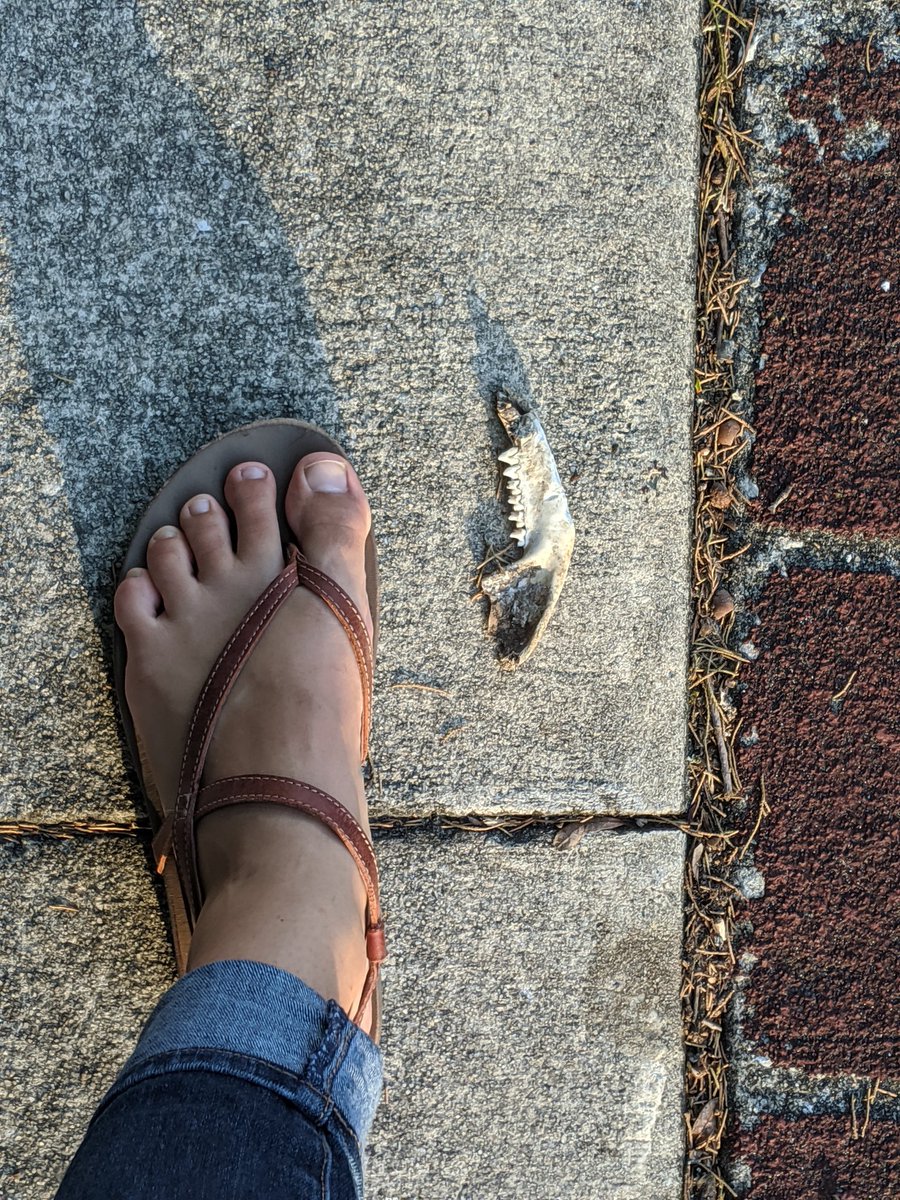 BlasinAmphibs's tweet photo. Random jaw bone I encountered on my walk home from the bus stop yesterday evening (like, in the middle of the sidewalk)... any ideas on who it belonged to? #randomjawbone #boneID #urbanwildlife #whatthewhat https://t.co/Xk4lKSaExY