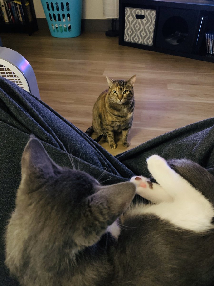 uncw808's tweet photo. It’s about to be a.... cat fight #catdad #catuncle https://t.co/o9OSwU3yf1