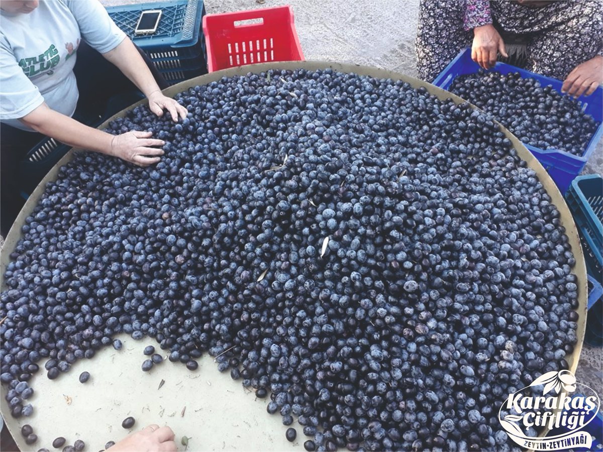 haliszeytinyagi's tweet photo. 2019 HASATIMIZ.

SİPARİŞLERİNİZ İÇİN
     0256.512.05.05
https://t.co/hDUctHjtih
#zeytinyagi #zeytinyağı #naturelsızma #naturelsızmazeytinyağı #naturelbirinci #zeytinyağısabunu #naturelzeytin #sağlıklıbeslenme #sağlıklıyaşam #dalindakikadardogal #söke https://t.co/XAQDPVaHeO