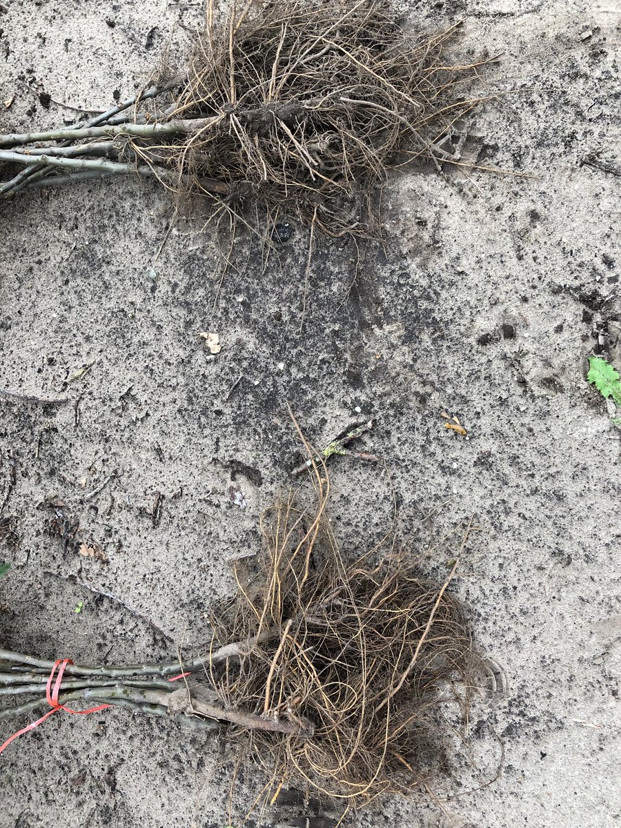 Stefan_Even's tweet photo. Bijeenkomst georganiseerd door @DelphyNL in de vruchtboomkwekerij. Mooie resultaten met @PHC_PlantHealth #CompetePlus en #Mycorrhiza op wortelkwaliteit! En daarnaast een super gezonde gewasgroei door uitsluitend bemesting met @PHC_PlantHealth #OPFgranulaat. https://t.co/U4Qpb7zNJw