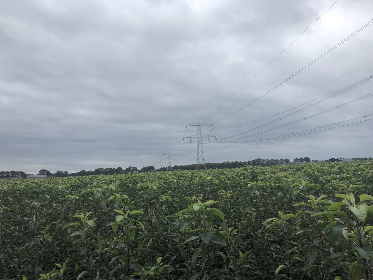 Stefan_Even's tweet photo. Bijeenkomst georganiseerd door @DelphyNL in de vruchtboomkwekerij. Mooie resultaten met @PHC_PlantHealth #CompetePlus en #Mycorrhiza op wortelkwaliteit! En daarnaast een super gezonde gewasgroei door uitsluitend bemesting met @PHC_PlantHealth #OPFgranulaat. https://t.co/U4Qpb7zNJw