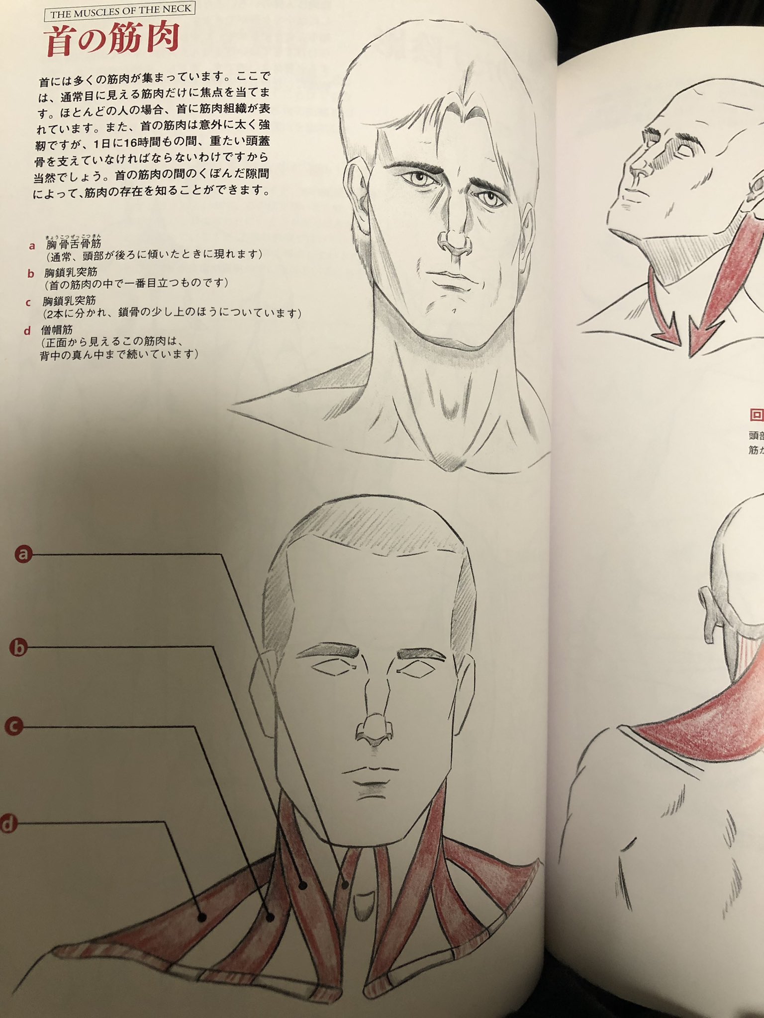 あっ死んだ今死んだよ Nyorori155cm くそくそ安いですわよ 基礎的なことが多いと思うのでわかってるなら要らないかも こういう感じで漫画的な表現に落とした筋肉の描き方を教えてくれるよ T Co Ttvs1xh0sm Twitter