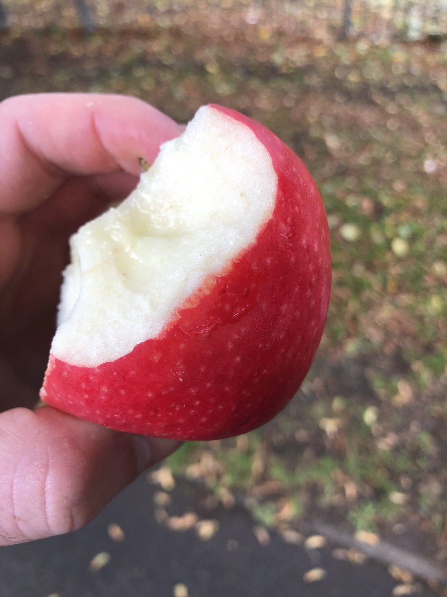 jacowe34's tweet photo. Today, I ate the best apple I have ever eaten. Pink Lady you are the finest of specimens. #EatingApples https://t.co/8NHp2rHDvj