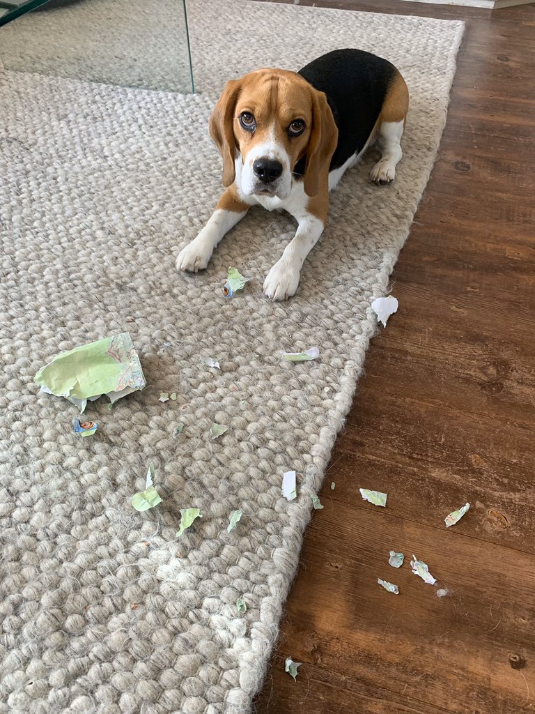 garythebeagle's tweet photo. “It wasn’t me!” #beagle #beagled https://t.co/15kZhtwZXU