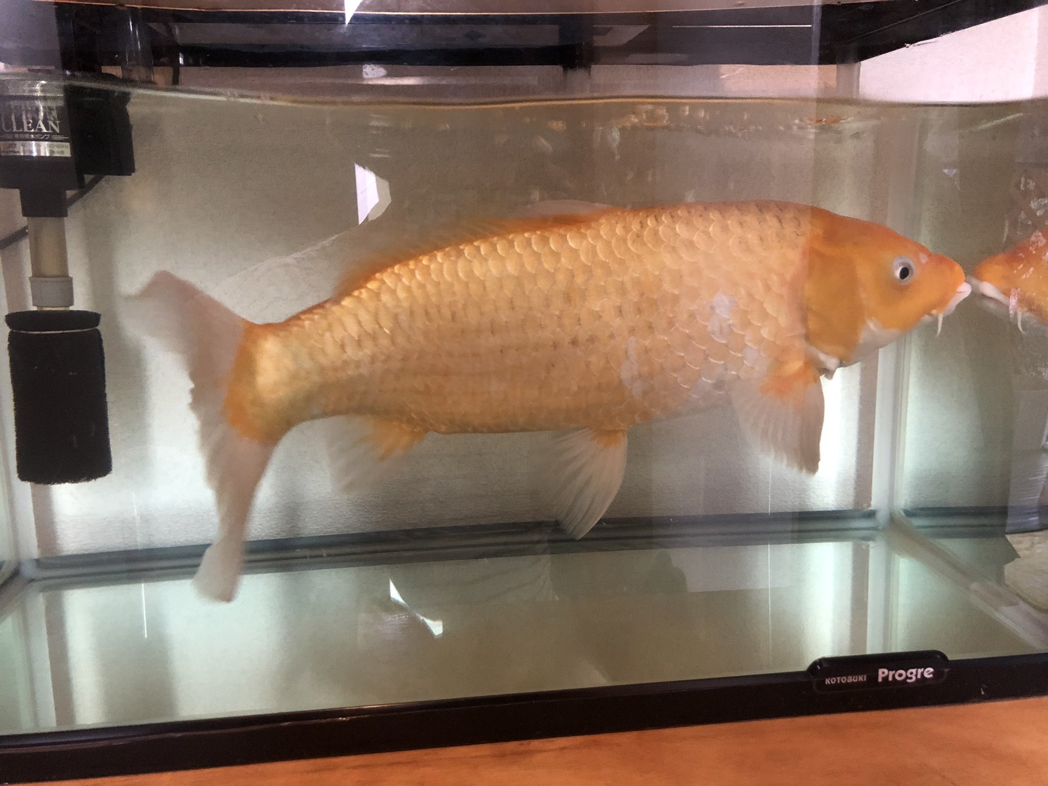 祭りでゲットした 金魚 を長年大事に育てていたら 衝撃の事実が発覚www えのげ 祭りでゲットした 金魚 を長年大事に育てていたら 衝撃の事実が発覚www えのげ