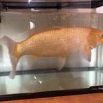 金魚すくいですくった金魚を飼った結果？めっちゃデカくなった!
