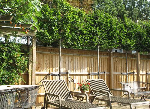 ThePeterBelton's tweet photo. Another #PleachedTrees screening installation completed. They are the perfect natural solution for #Screening above a fence, giving this client instant #Privacy from the houses behind
#InstantPrivacy #NoseyNeighbours #PrivacyScreening #GardenDesign #Gardenidea https://t.co/WawaHJpc5f