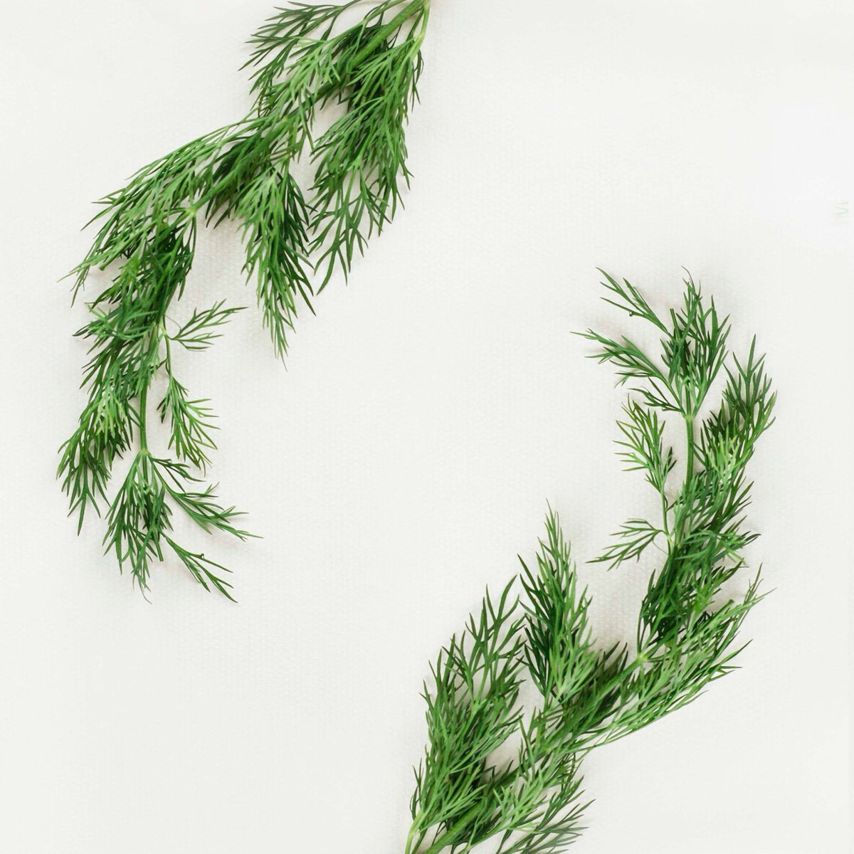 CleanInbetween's tweet image. Looking to live a little more sustainably? Check out this list of 9 herbs you can grow indoors all year!

onehundreddollarsamonth.com/9-herbs-you-ca…