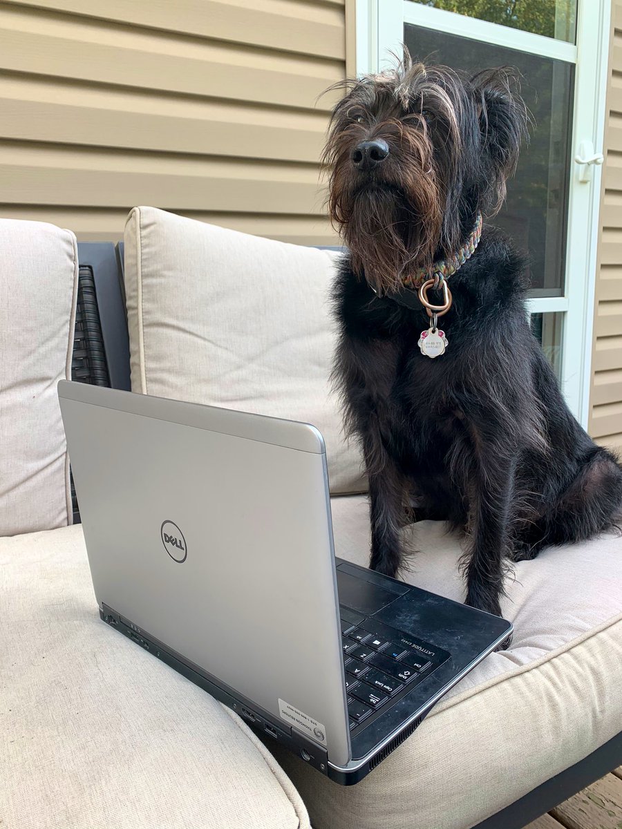 HollyLegal's tweet photo. #lawstudents #1L students in my region. We have an awesome webinar planned for you today at 1 pm EST. There is still time to sign-up. Check your email!
The webinar will be hosted by me, not my dog.
#dogswhowork #FridayMotivation #webinar #westlaw https://t.co/ZynDg0FmgR