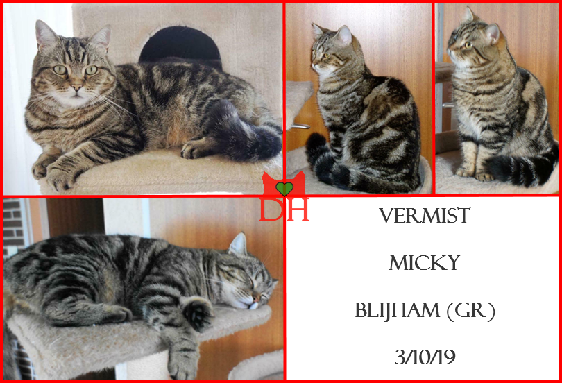 DE_HERENIGING's tweet photo. 🔴 VERMIST: KAT MICKY (chip)
ex-kater, cypers gemarmerd
#BLIJHAM #GR Schoollaan
#DHver 3/10/19 https://t.co/d5kfuT0d0r https://t.co/7hfO3CK3Oz
